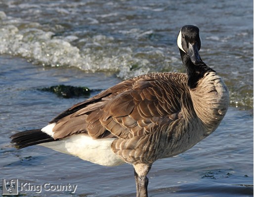 Photo of Branta canadensis